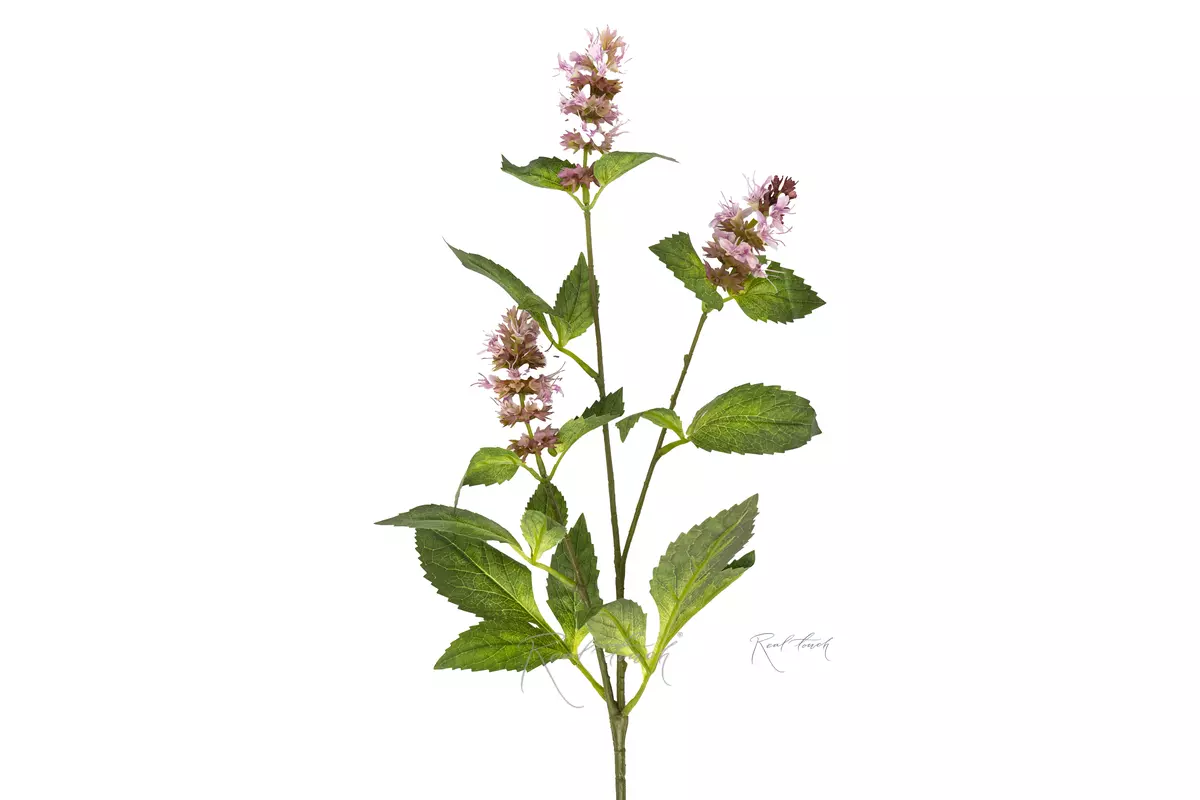 A sprig of flowering mint - pink