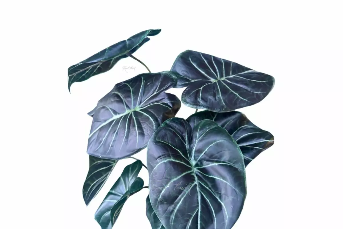 Alocasia Black - Black