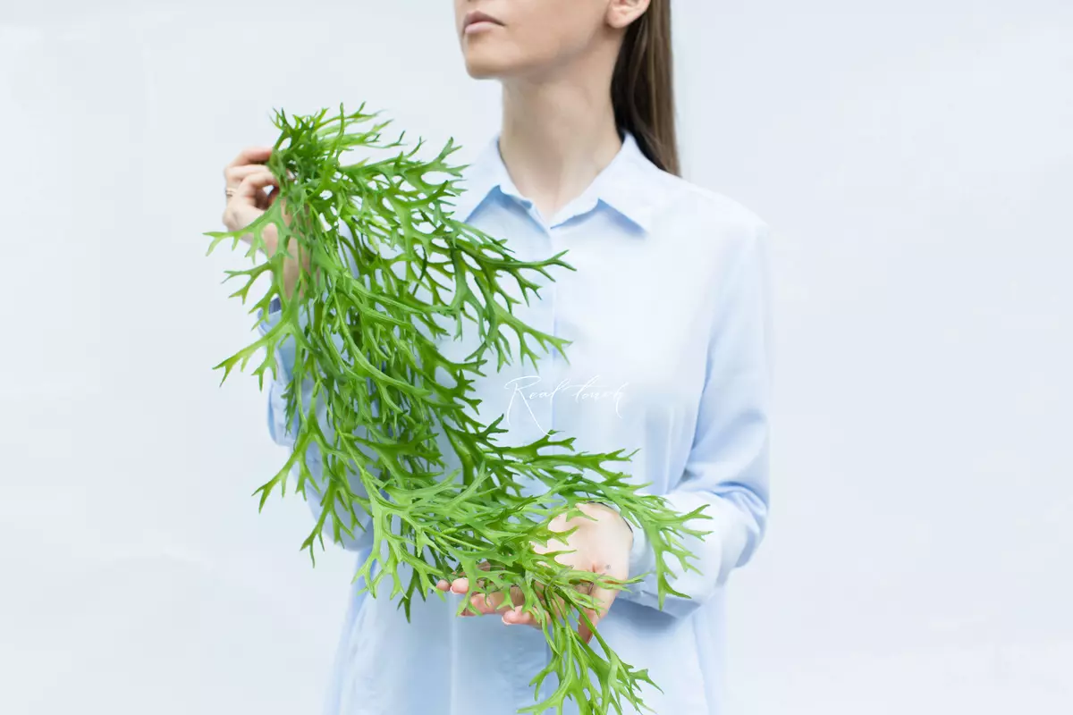 Pyrrosia longifolia Staghorn fern hanging plant (Platycerium)  - green