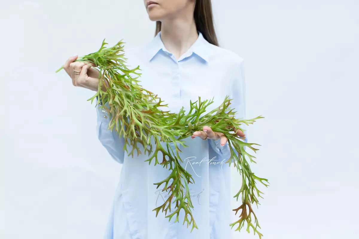 Pyrrosia longifolia Staghorn fern hanging plant (Platycerium)  - Green red