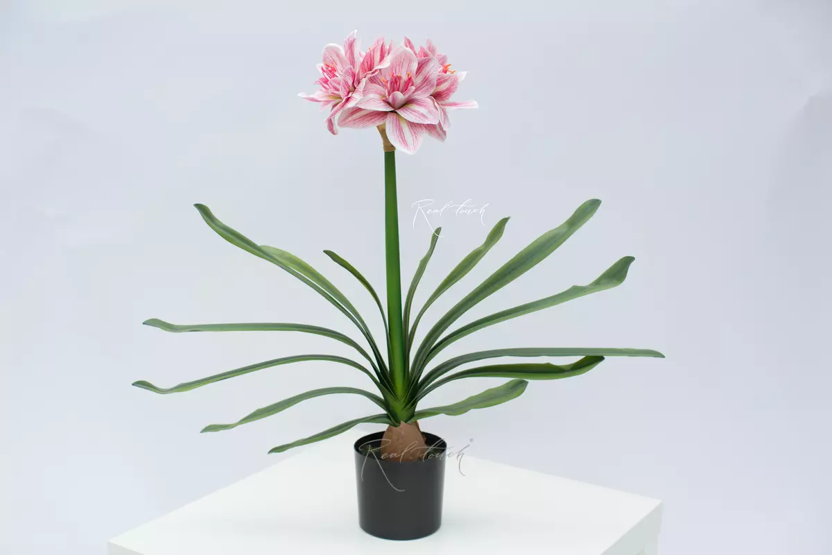 Large hippeastrum with leaves in pots (66cm) - pink
