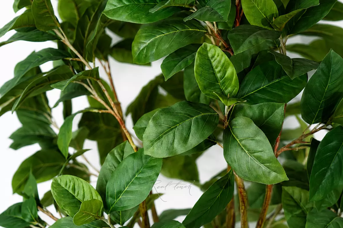 Ficus 210cm - green