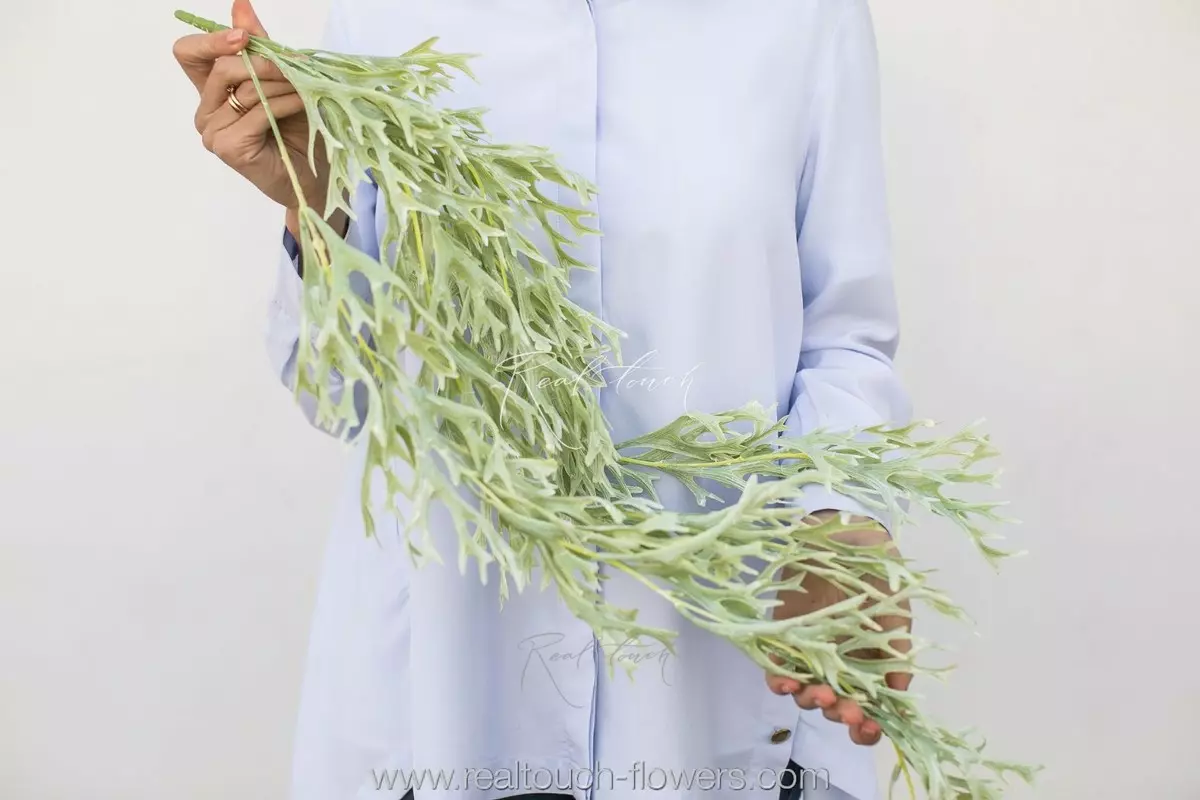 Pyrrosia longifolia Staghorn fern hanging plant (Platycerium)  - dusty green