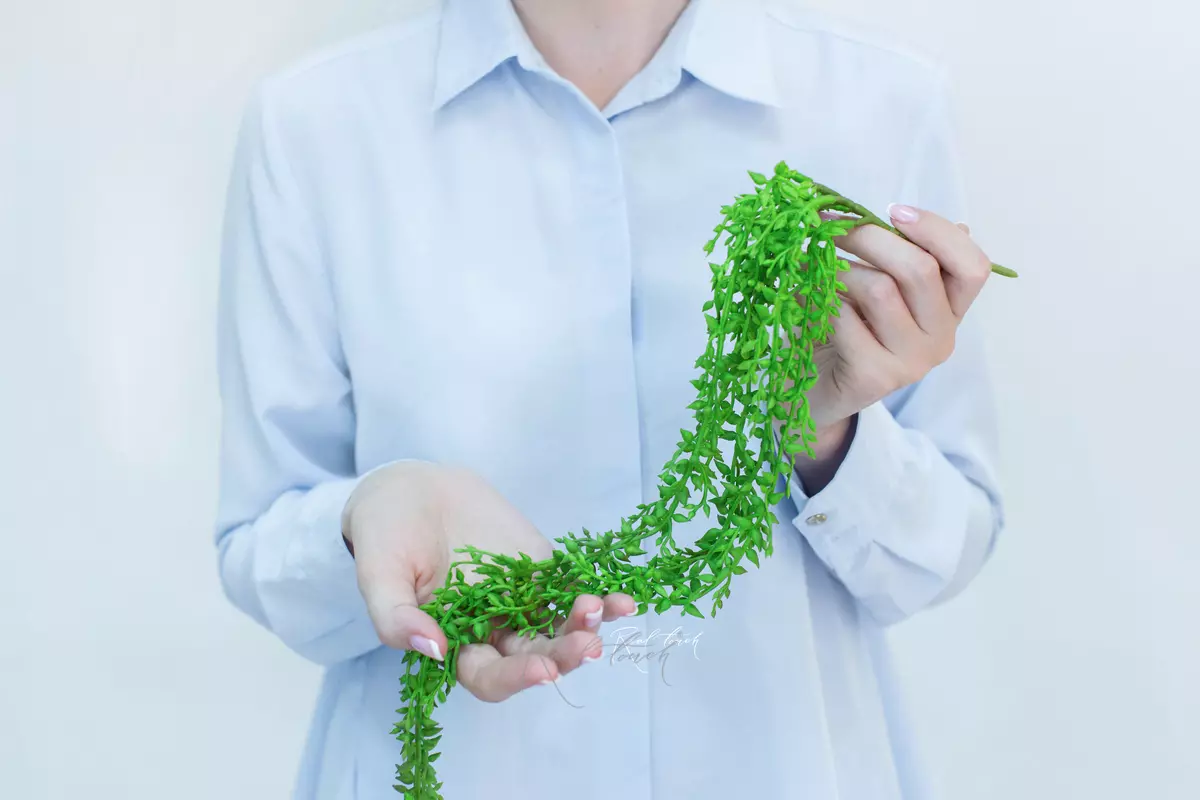 Succulent 405 - green