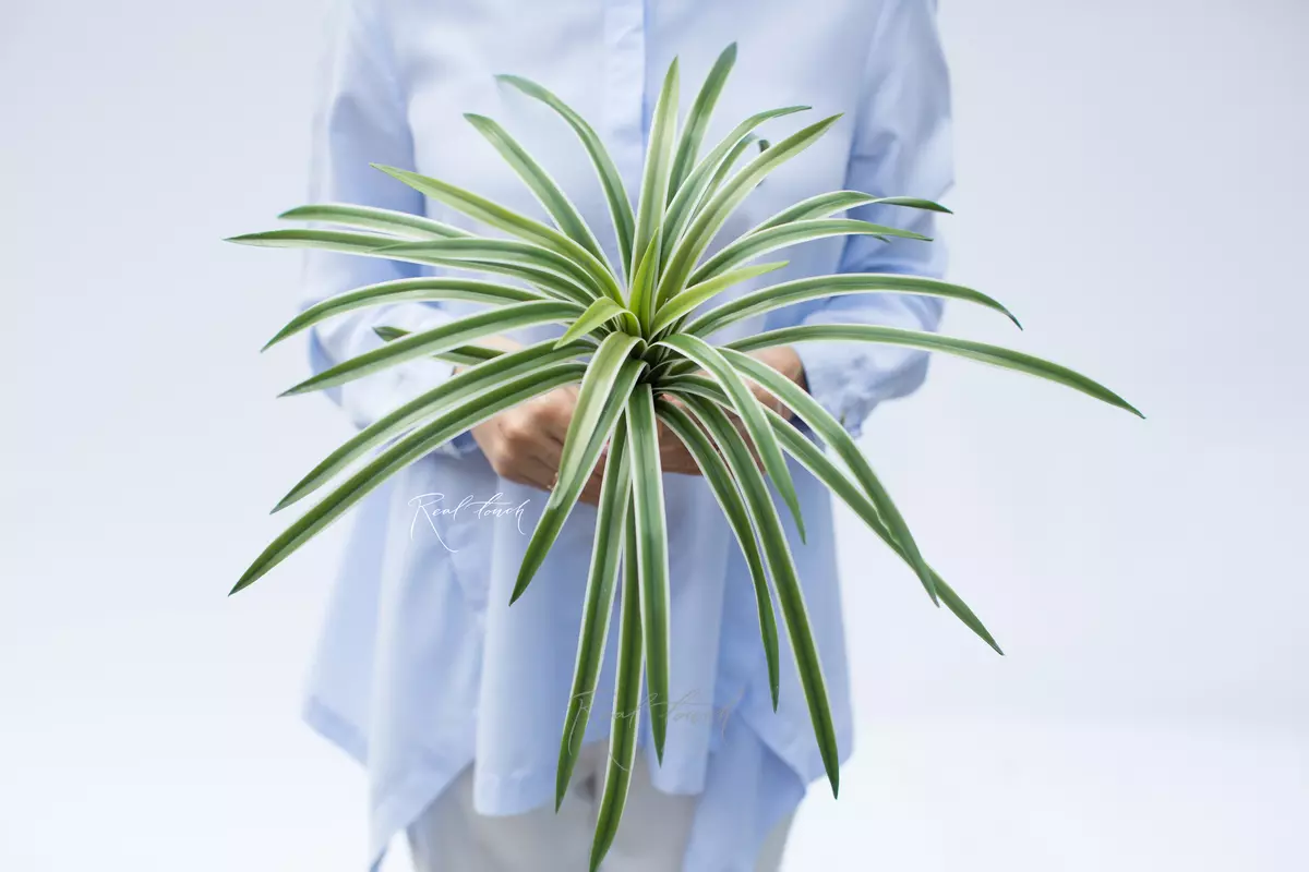 Dracaena surprise medium 34 leaves (46cm) - green