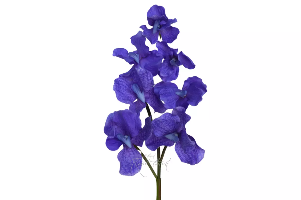 Vanda orchid 7 inflorescences - purple