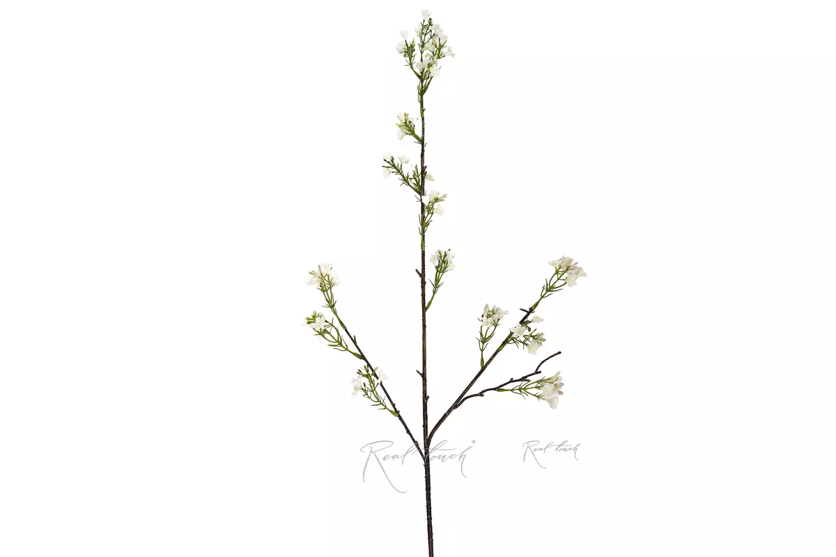 Plum blossom branch - white