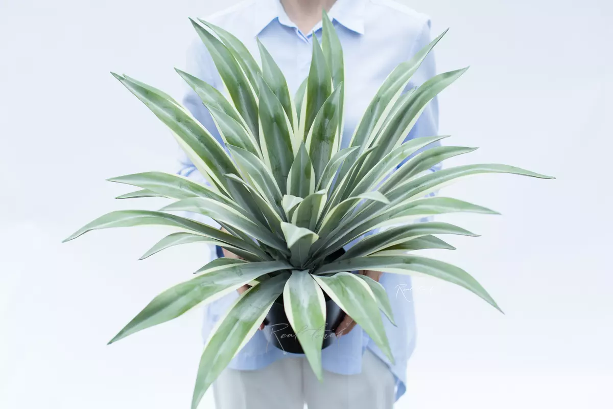 Real Touch Yucca Gloriosa of 44 leaves in a pot (48cm)   - green