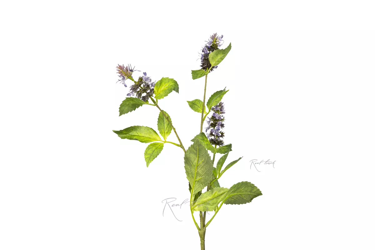 A sprig of flowering mint - lilac