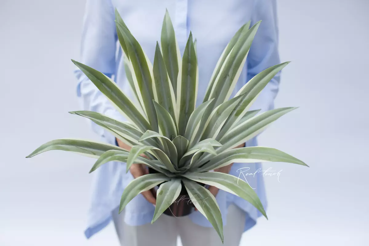 Yucca Gloriosa of 32 leaves in a pot (40cm) - green