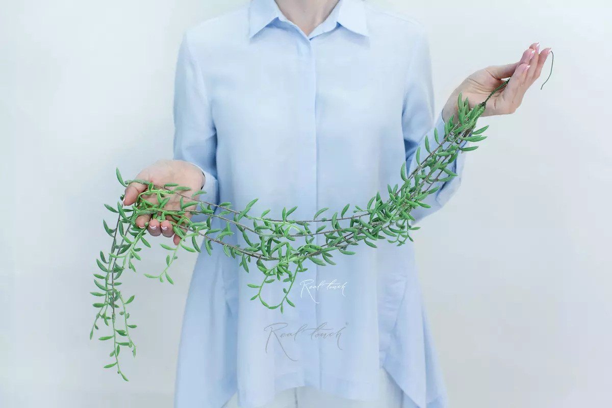 Senecio radicans "String of Bananas" - dusty green