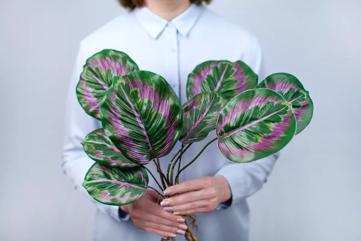 Calathea Little princess bush of 8 leaves with roots - Green pink