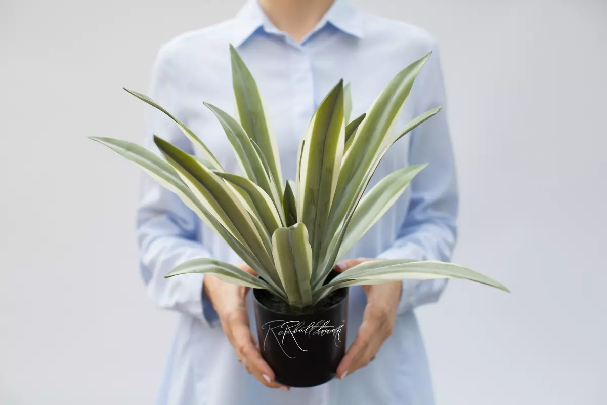 Yucca Gloriosa of 23 leaves in a pot (34cm) - green