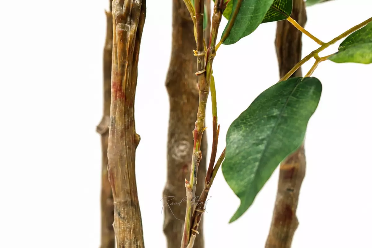 Ficus Benjamina Naomi 180 cm - green