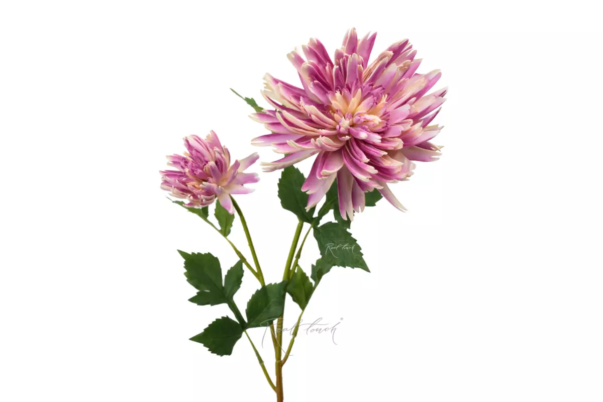 Chrysanthemum Autumn - purple