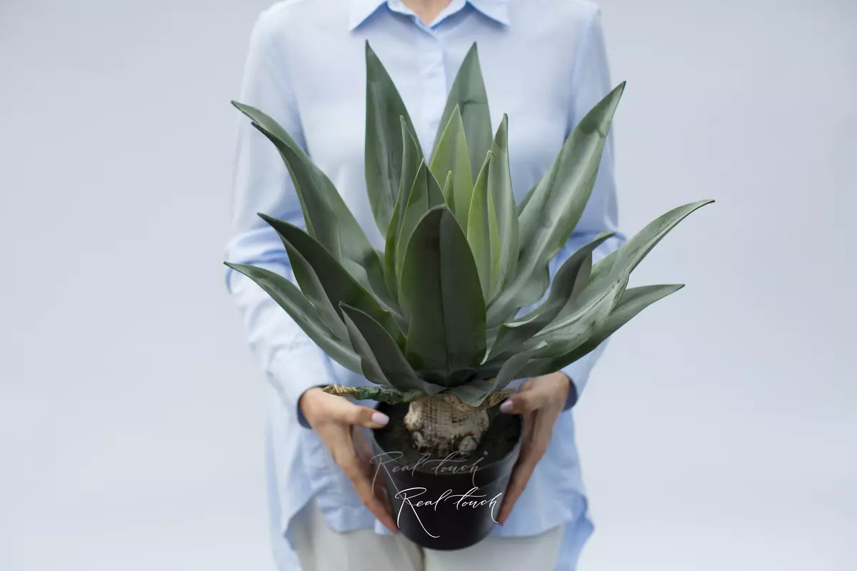 Agave attenuate sprayed in flowerpots 50cm - green