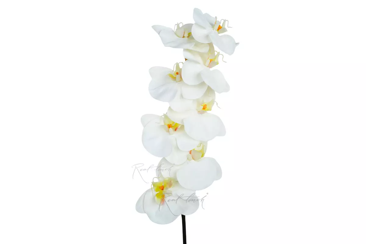 Orchid Premium 8 blooms (yellow core) - white
