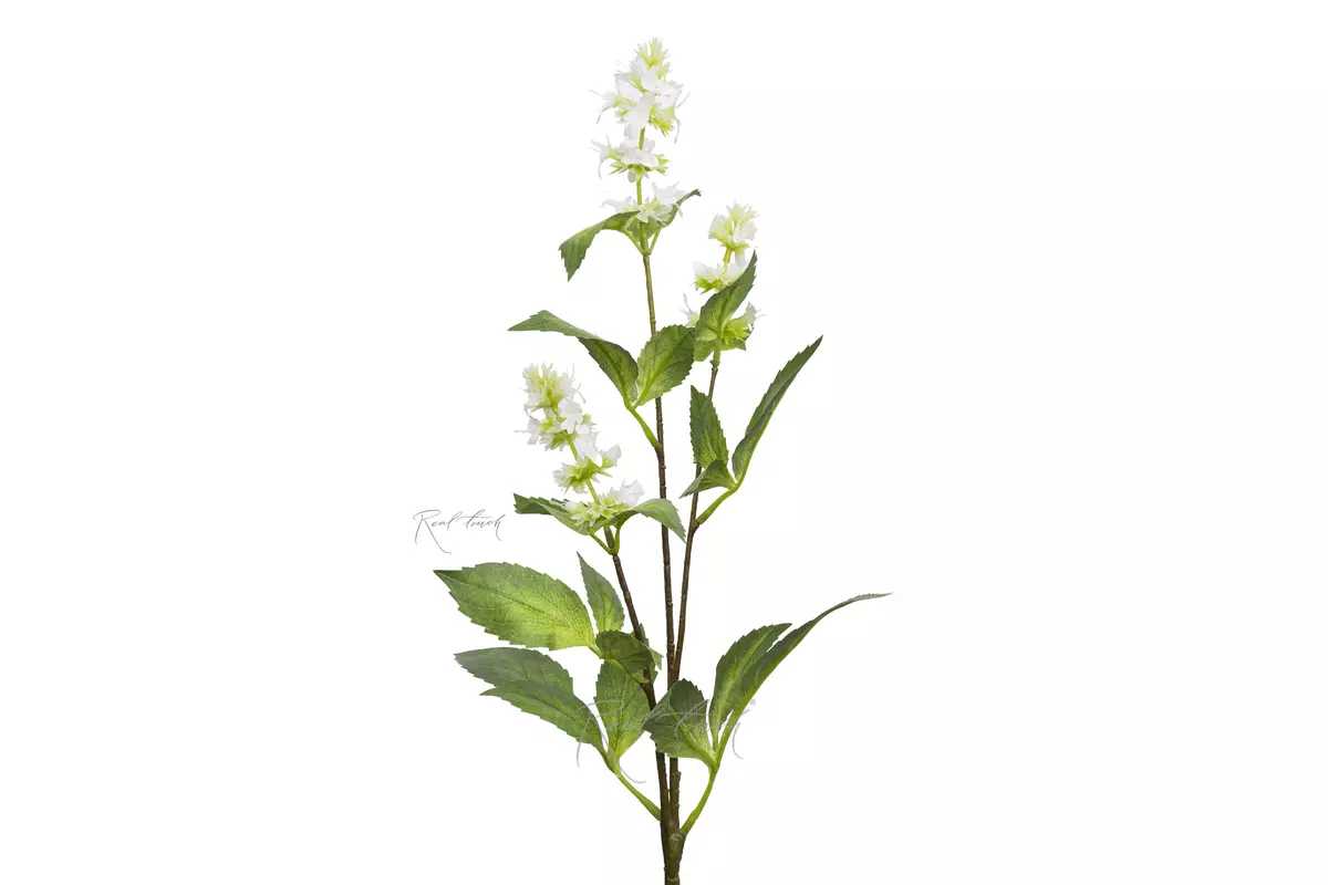 A sprig of flowering mint - white