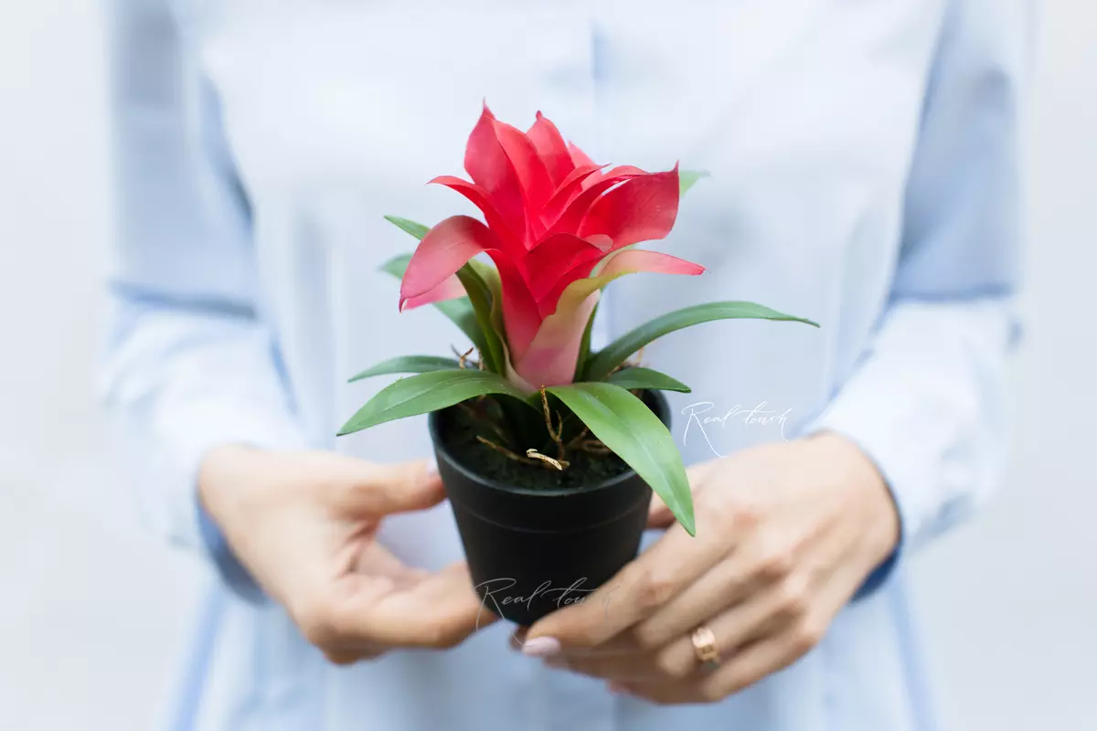 Small guzmania in flower pots (17cm) - red
