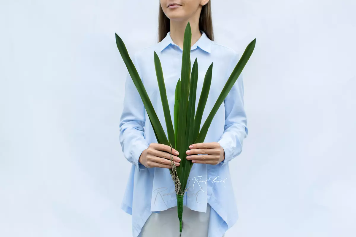 12-leaf bush tall - green 12-leaf bush tall - green