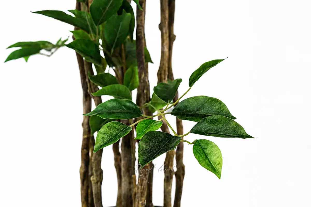 Ficus Benjamina Naomi 240cm - green Ficus Benjamina Naomi 240cm - green
