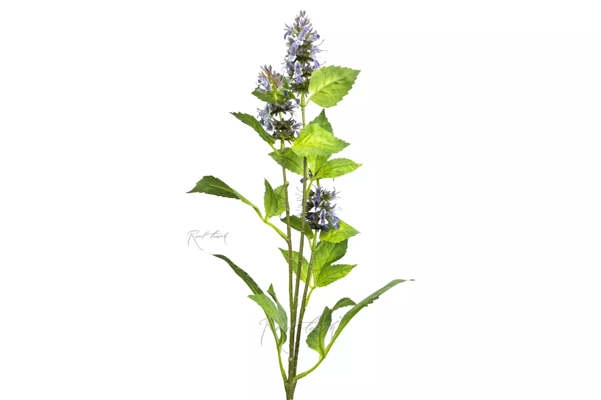 A sprig of flowering mint - purple