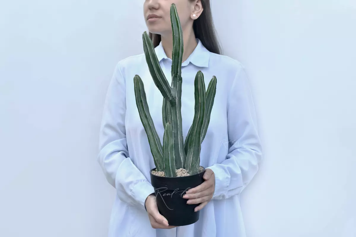 Cactus Sultan 51cm - Dark green