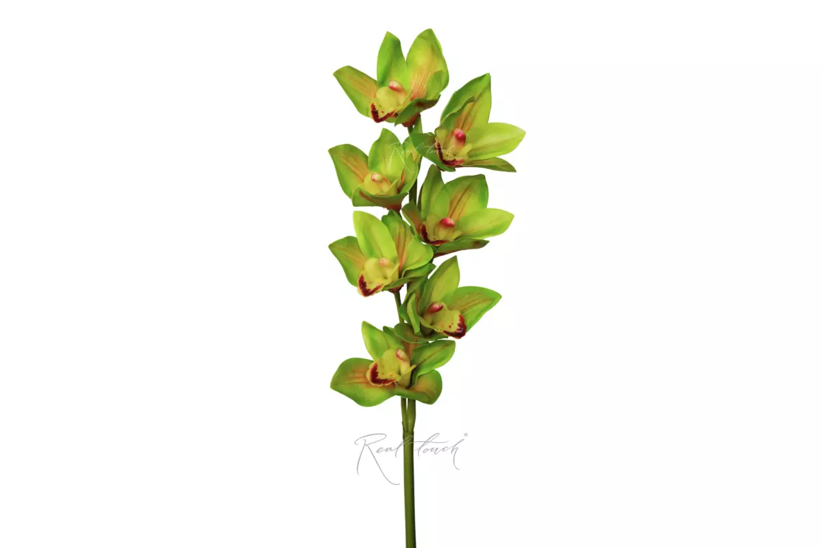 Cymbidium with 7 inflorescences 27" - green
