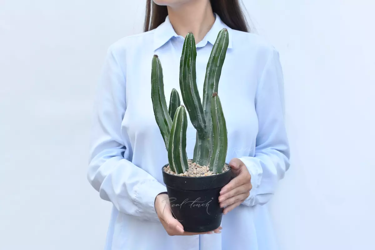Cactus Sultan 36cm - Dark green