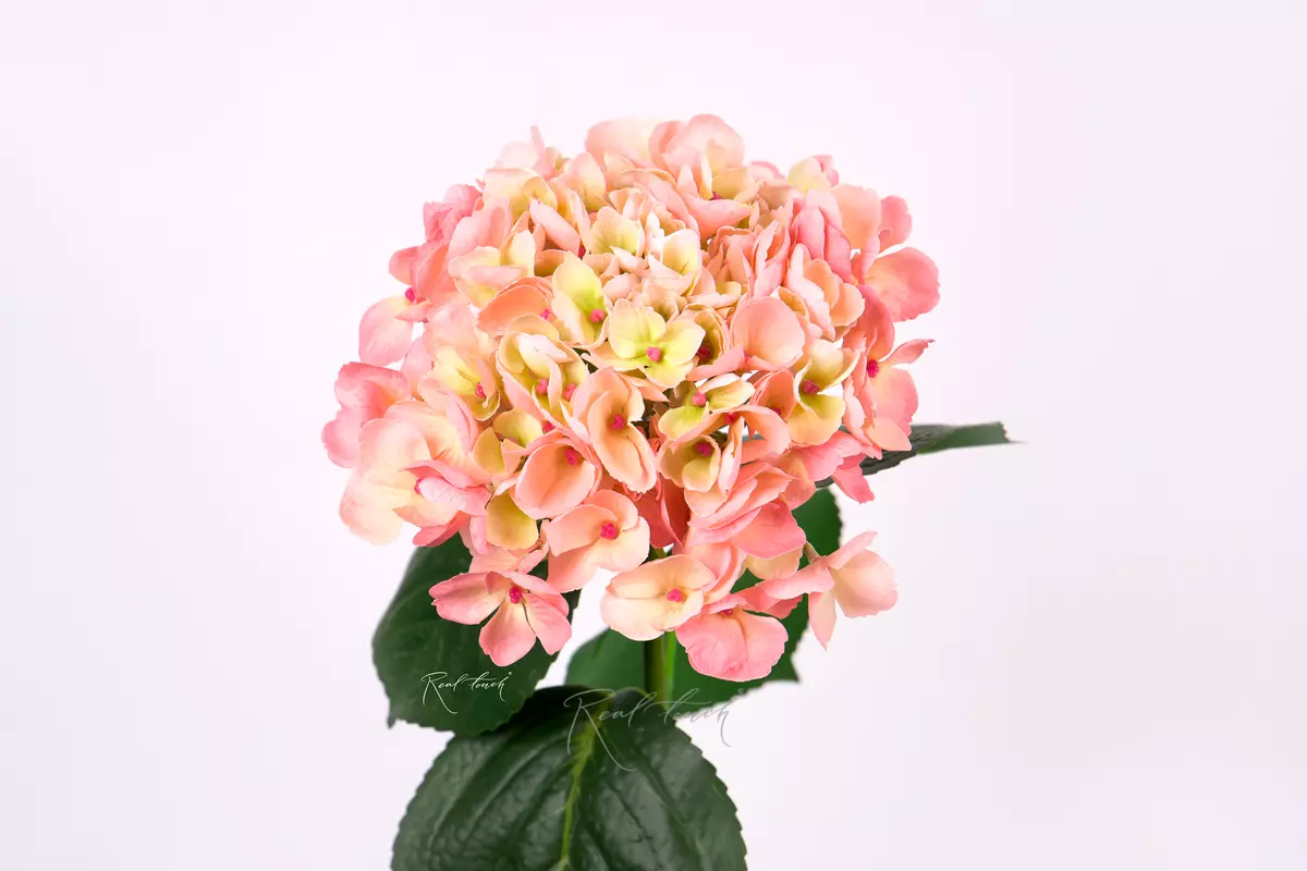 Hydrangea macrophylla on the stem - peach pink