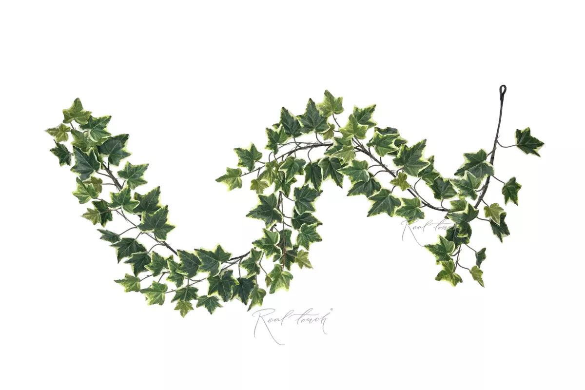 Ivy liana - white green