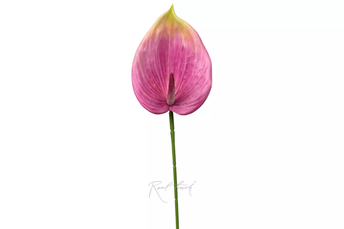 Anthurium 3D - Green purple