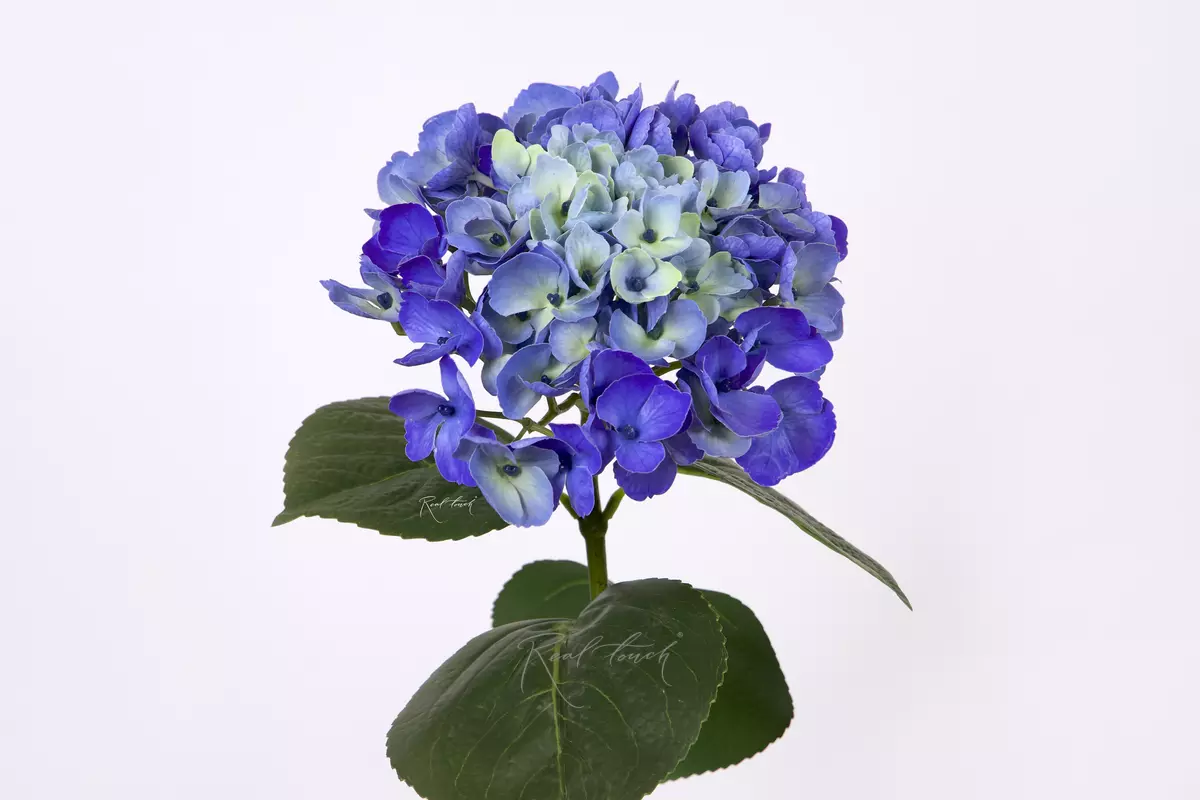 Hydrangea macrophylla on the stem - blue