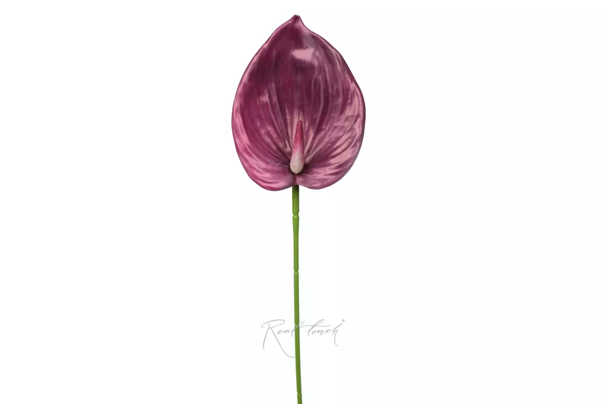 Anthurium 3D - dark purple