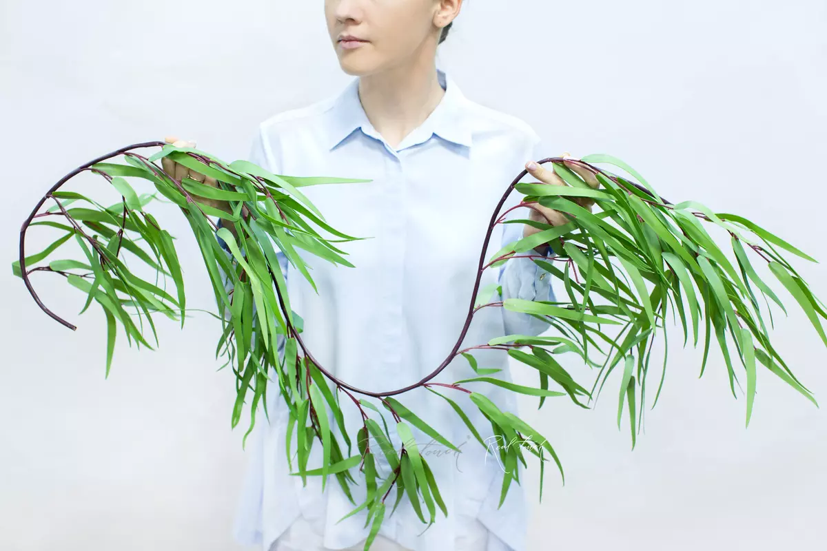 Eucalyptus Nicoli Garland - green