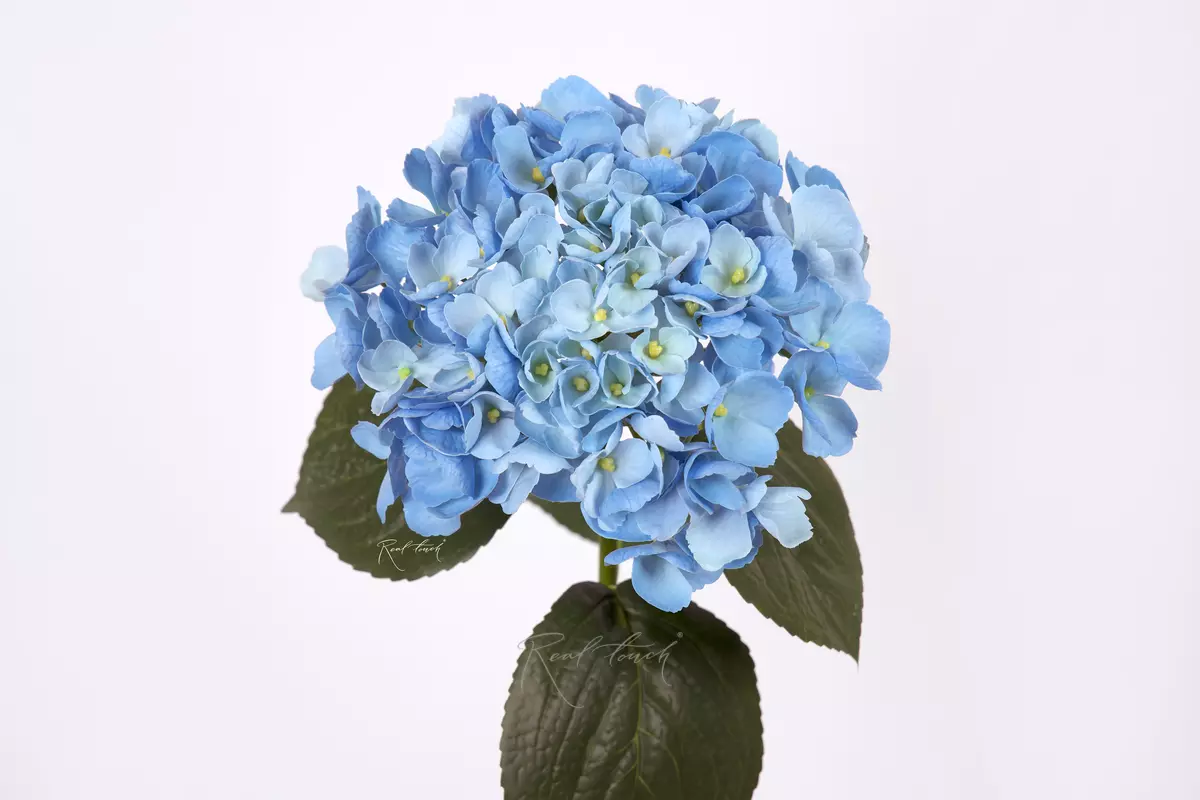Hydrangea macrophylla on the stem - light blue