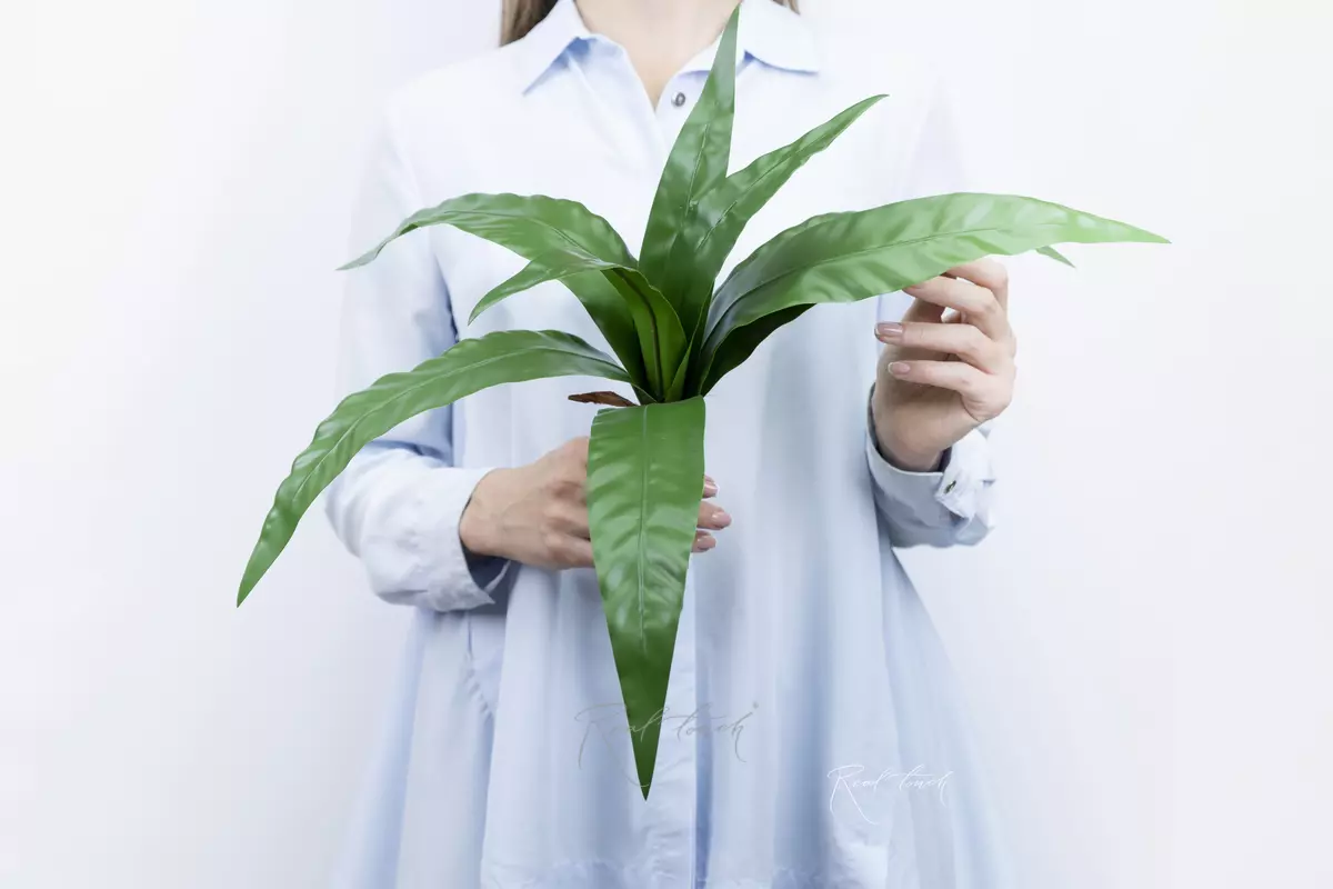 Asplenium bush of 8 leaves - green