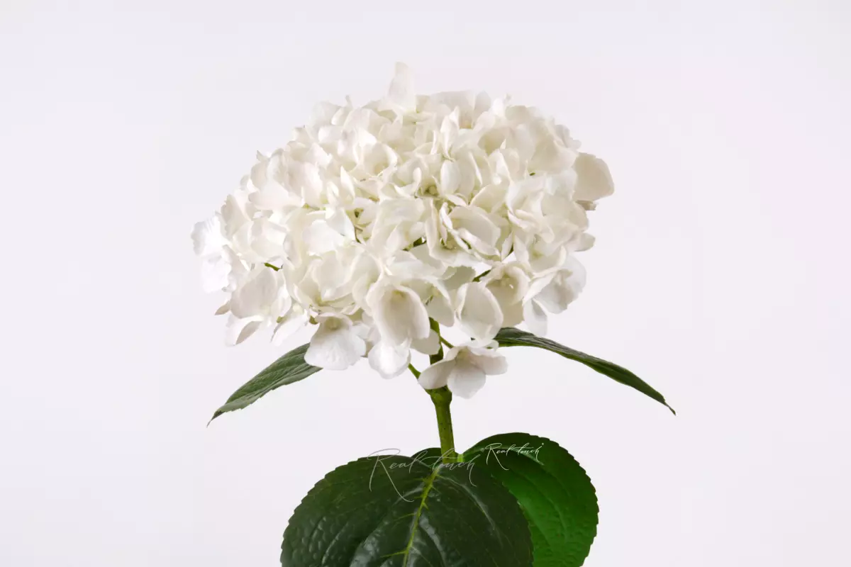 Hydrangea macrophylla on the stem - white