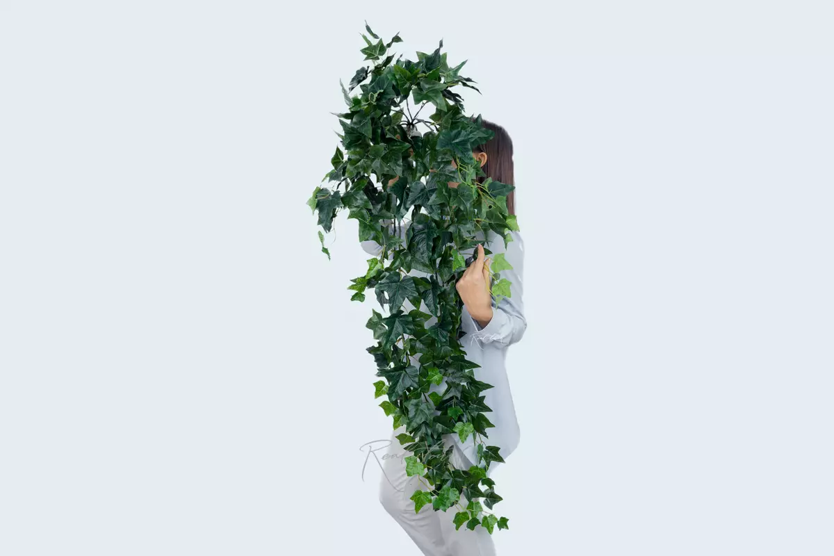 English ivy hanging bush - green