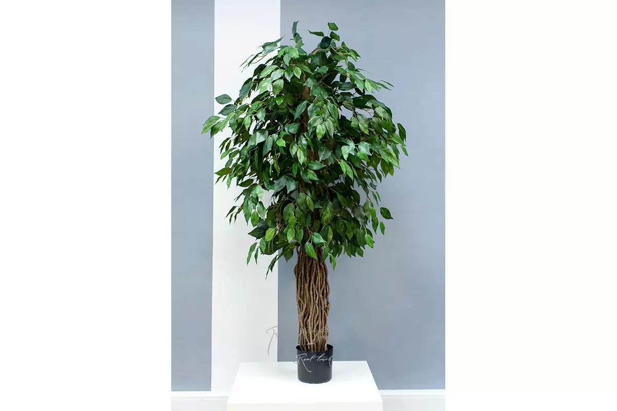 Ficus Benjamina Liana 150cm - green