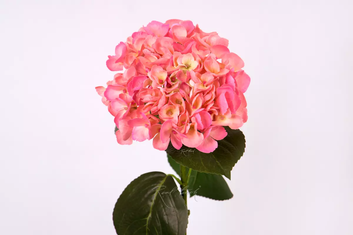 Hydrangea macrophylla on the stem - Dark pink Hydrangea macrophylla on the stem - Dark pink