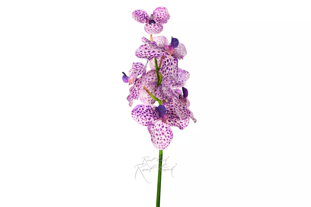 Orchid Vanda 23.5" (7 inflorescences) - light purple