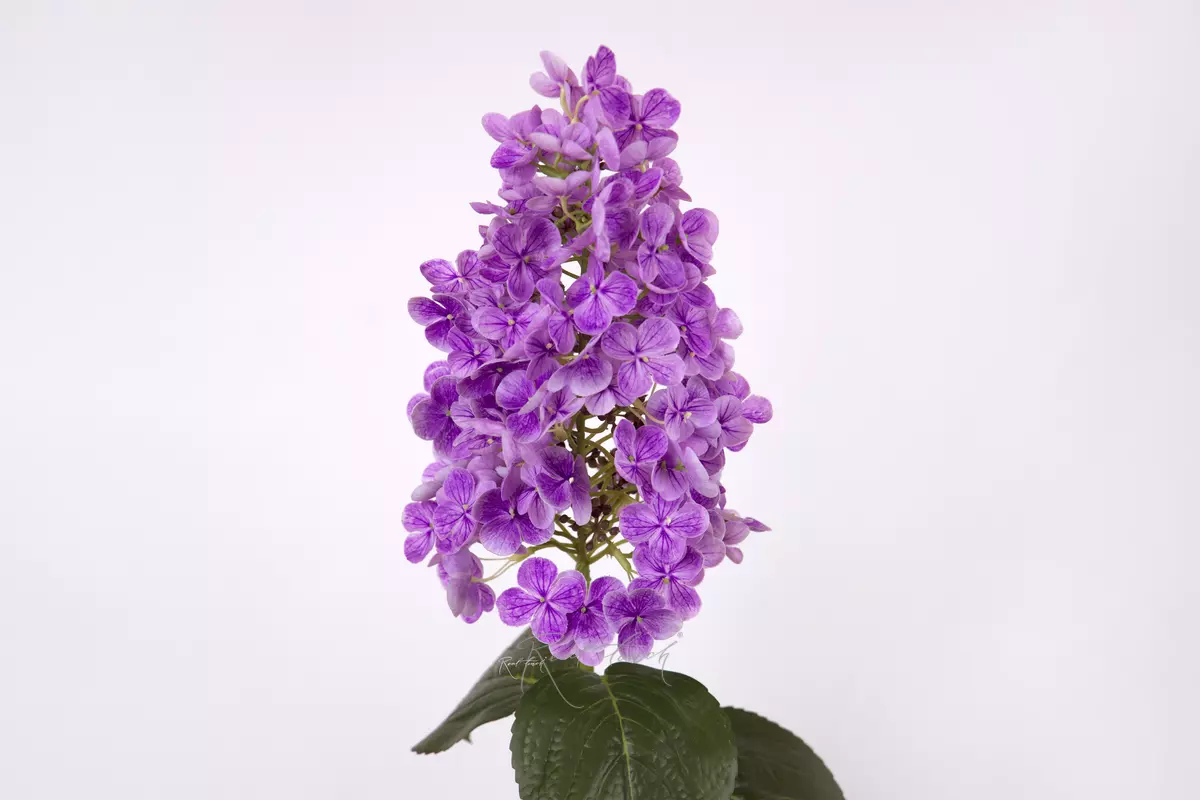 Hydrangea paniculata on the stem - purple