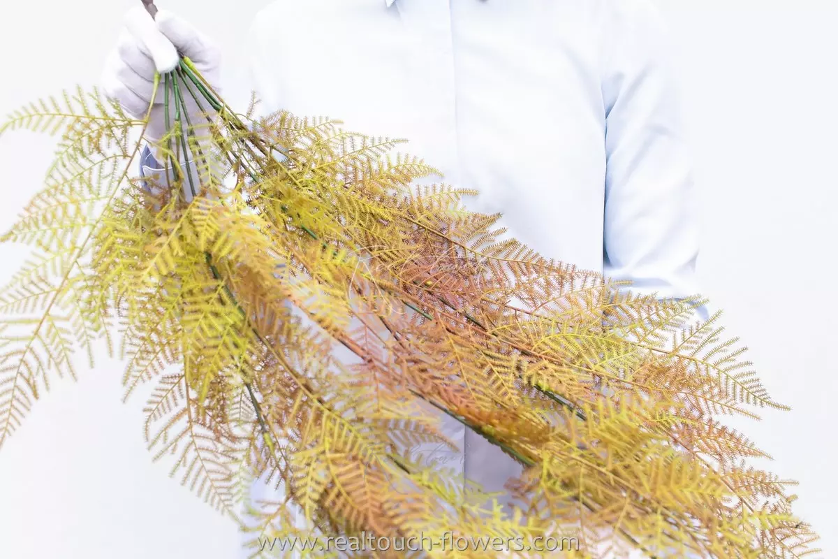Asparagus plumosus - Autumn