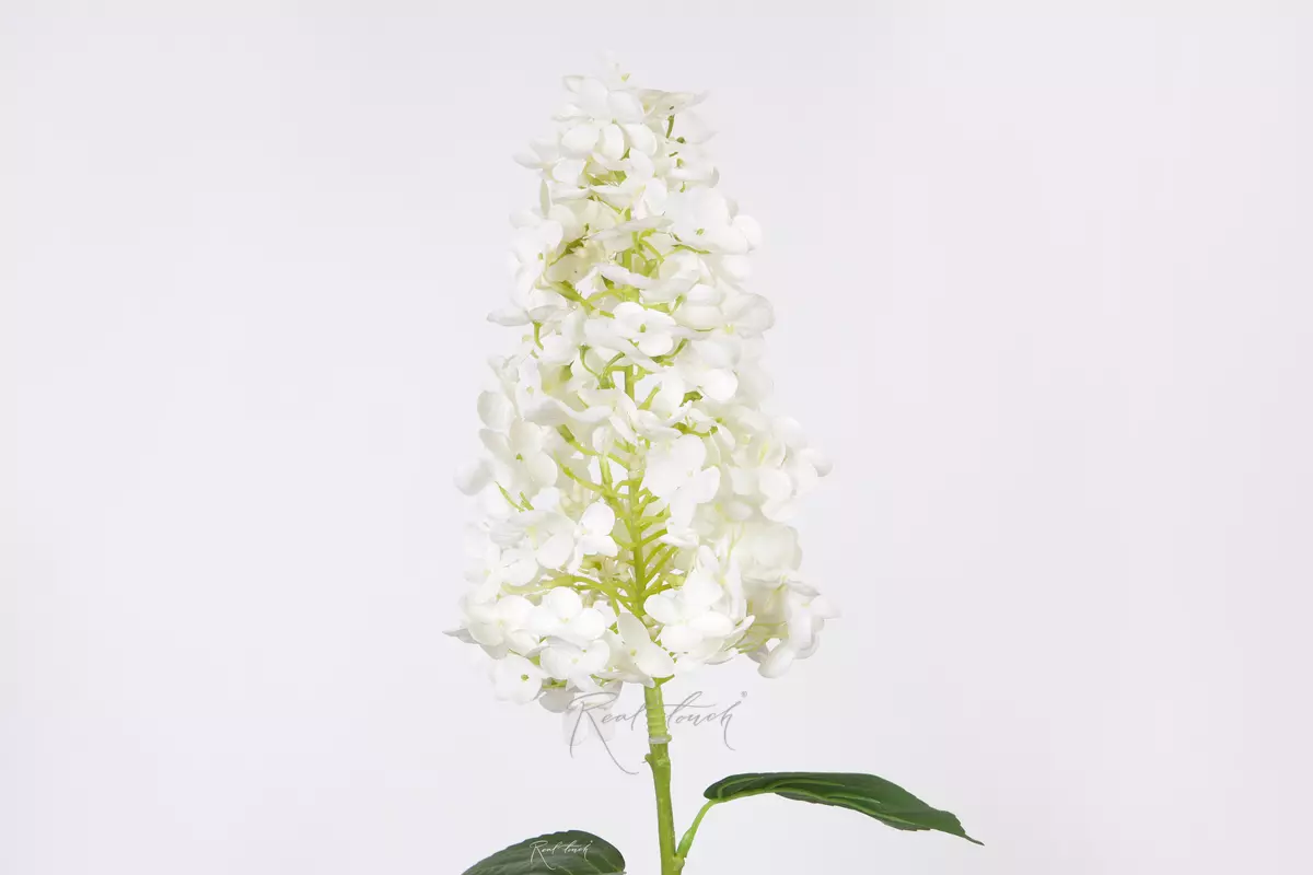 Hydrangea paniculata on the stem - white