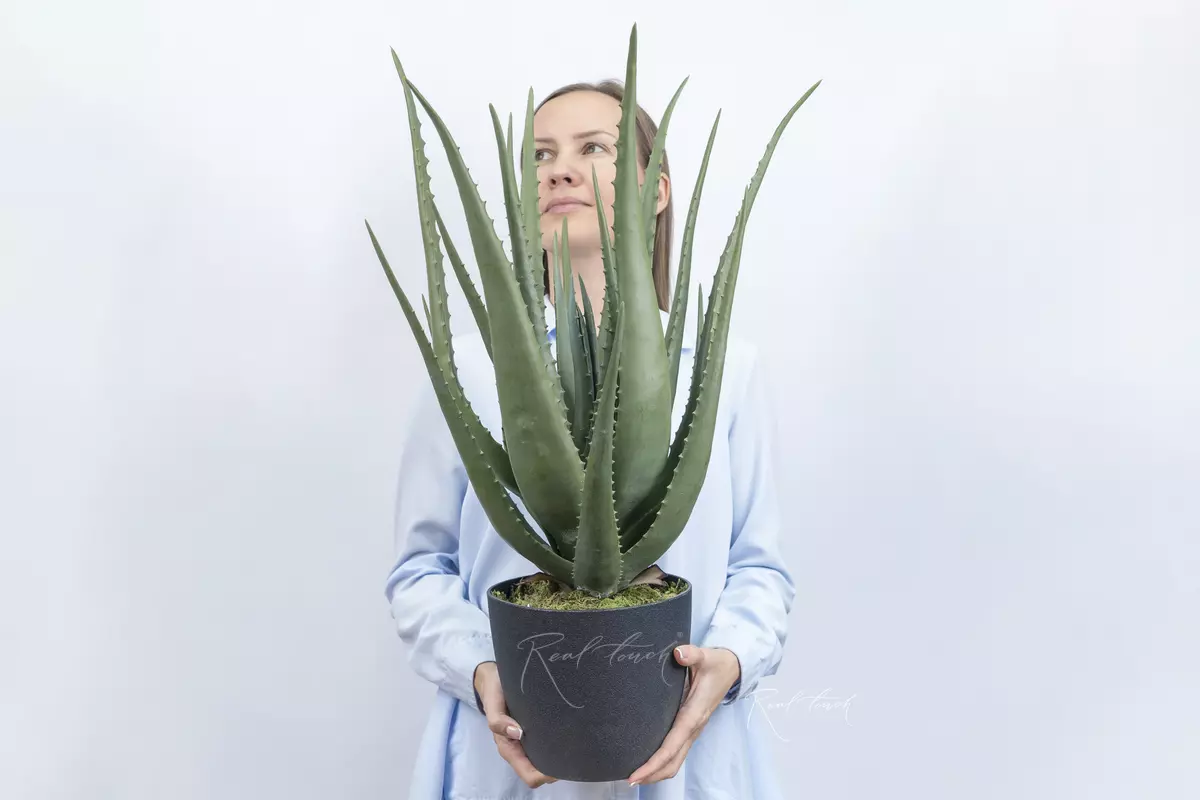 Real Touch Aloe in a pot 69cm  - green