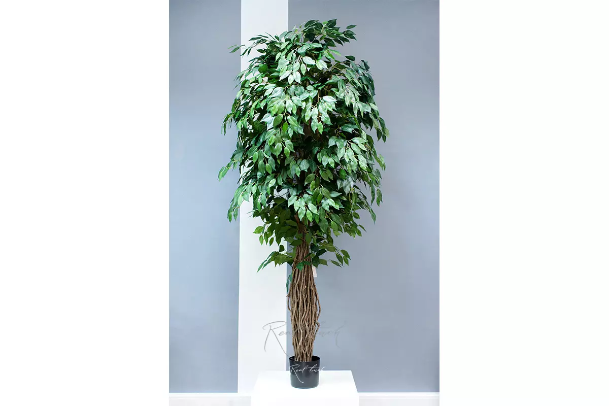 Artificial Ficus Benjamina Liana 210cm  - green