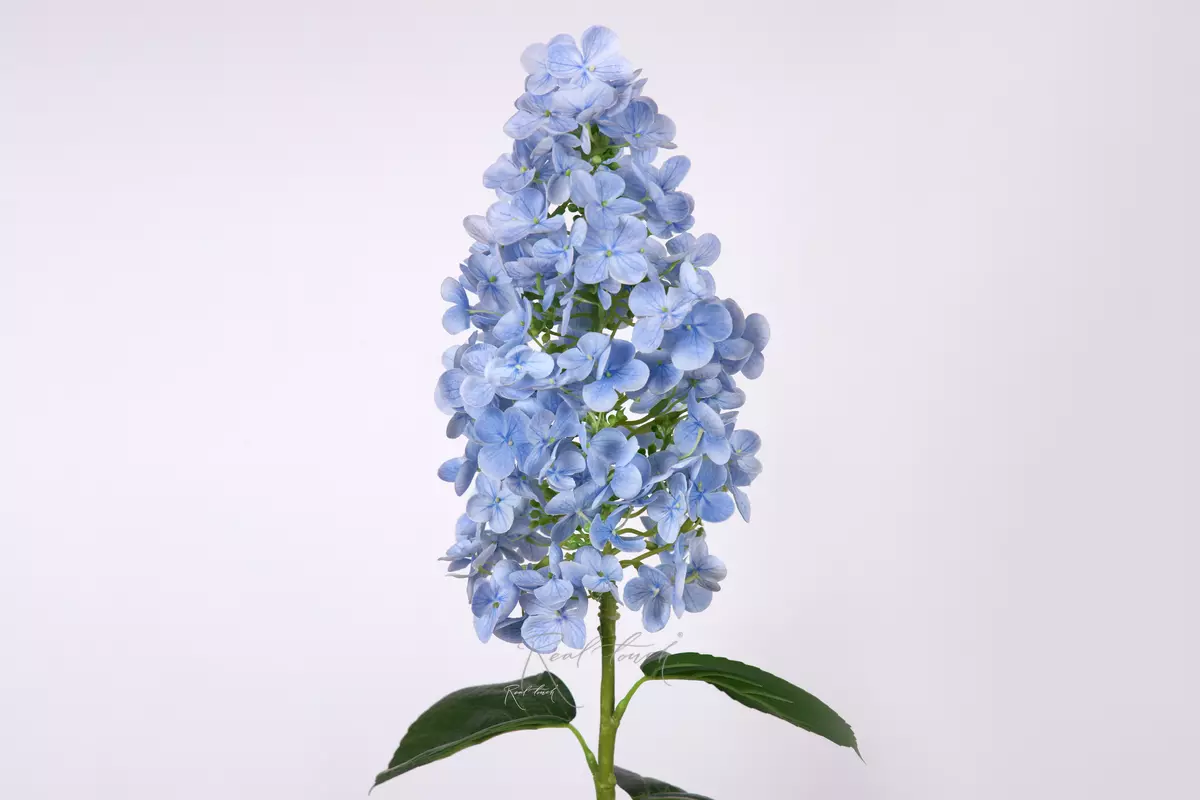 Hydrangea paniculata on the stem - light blue