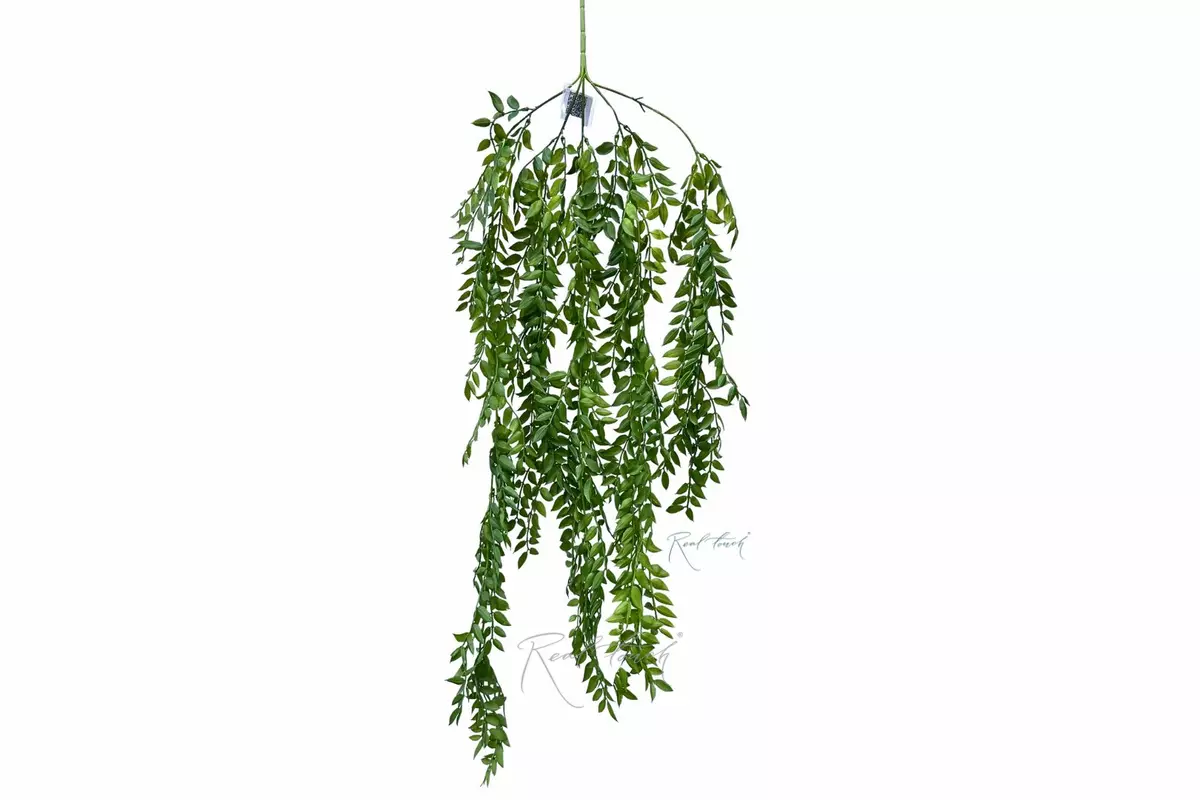 Ruskus branch Ampelnaya needle - green