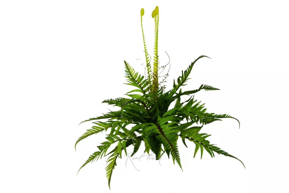 Real Touch Polystichum Shield Fern - green